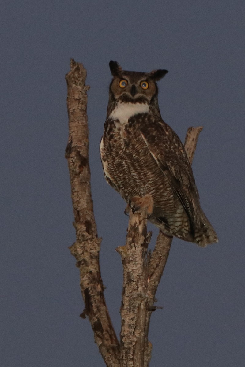 Great Horned Owl - ML148679081