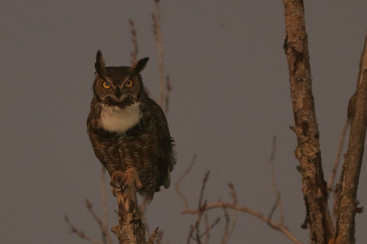 Great Horned Owl - ML148679101