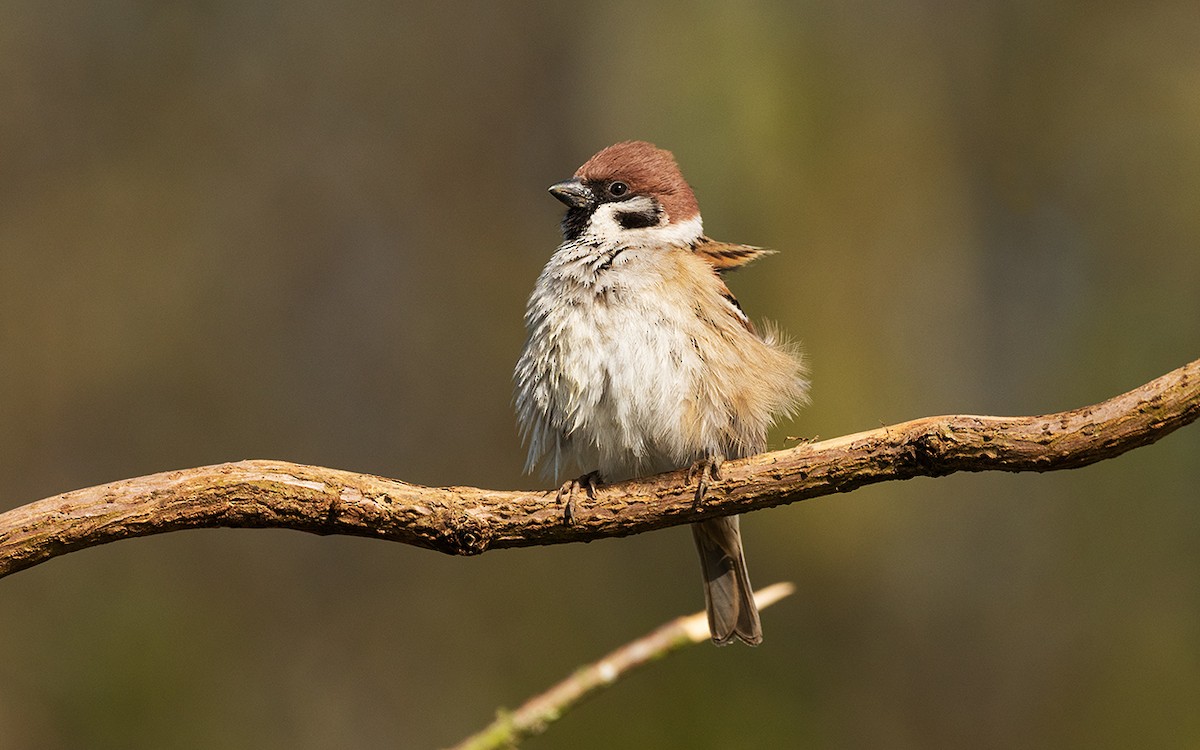 Eurasian Tree Sparrow - ML148680971