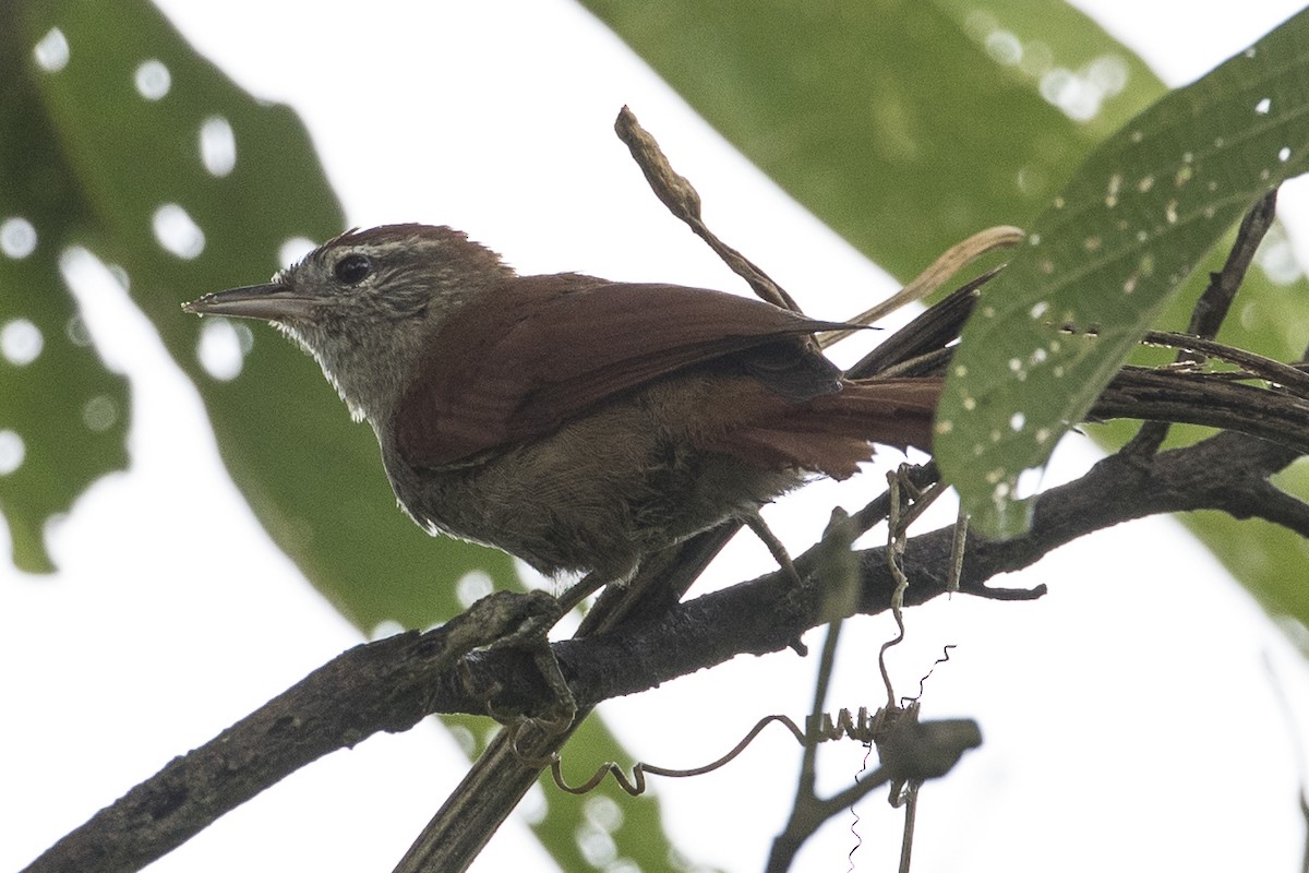 Rusty-backed Spinetail - ML148681581