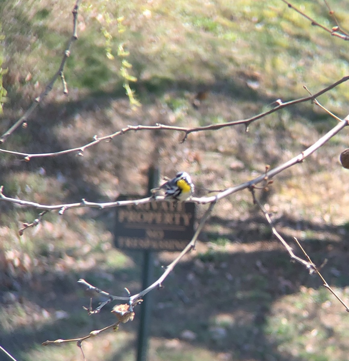 Yellow-throated Warbler - ML148683471