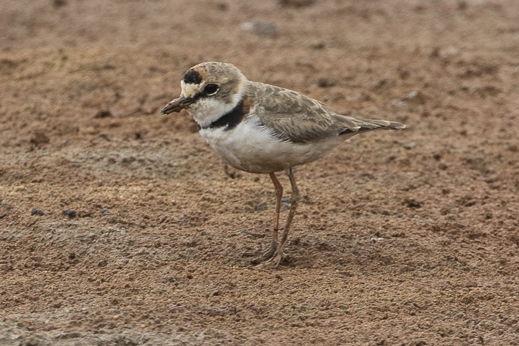 Collared Plover - ML148684221