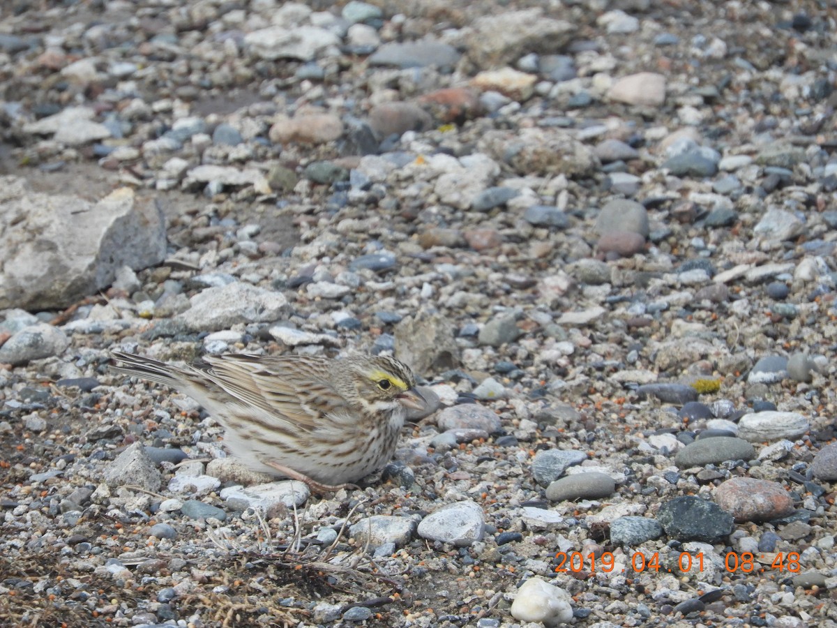Savannah Sparrow (Ipswich) - ML148685131