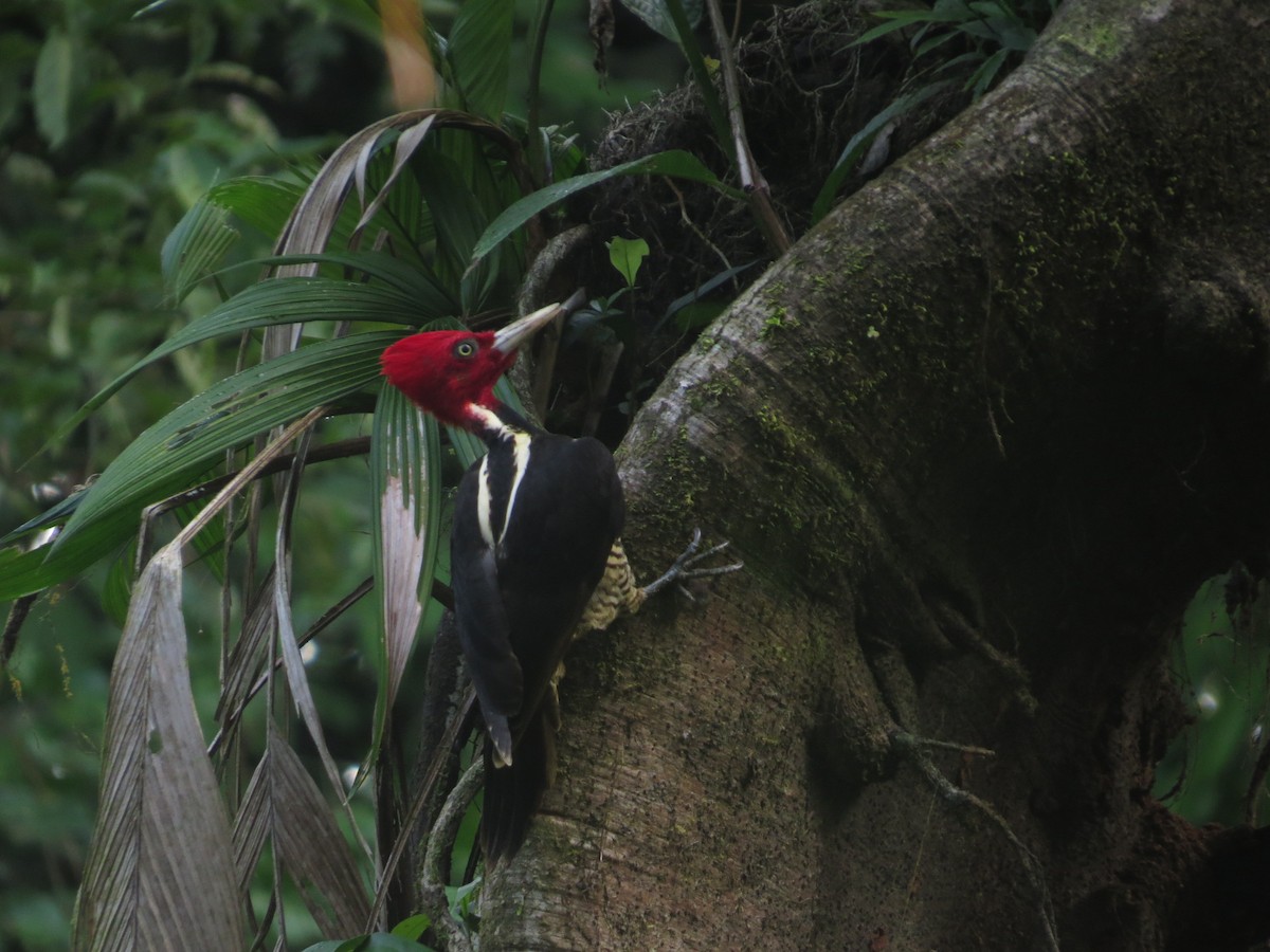 Pale-billed Woodpecker - ML148685411