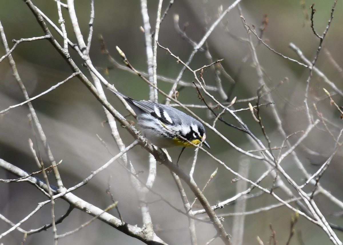 Yellow-throated Warbler - ML148688691