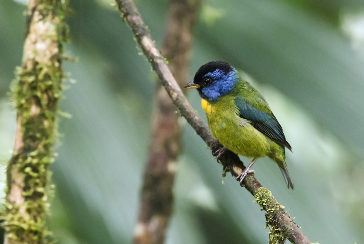 Moss-backed Tanager - ML148688751