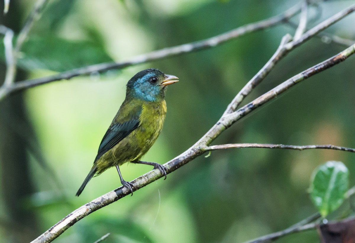 Moss-backed Tanager - ML148688761