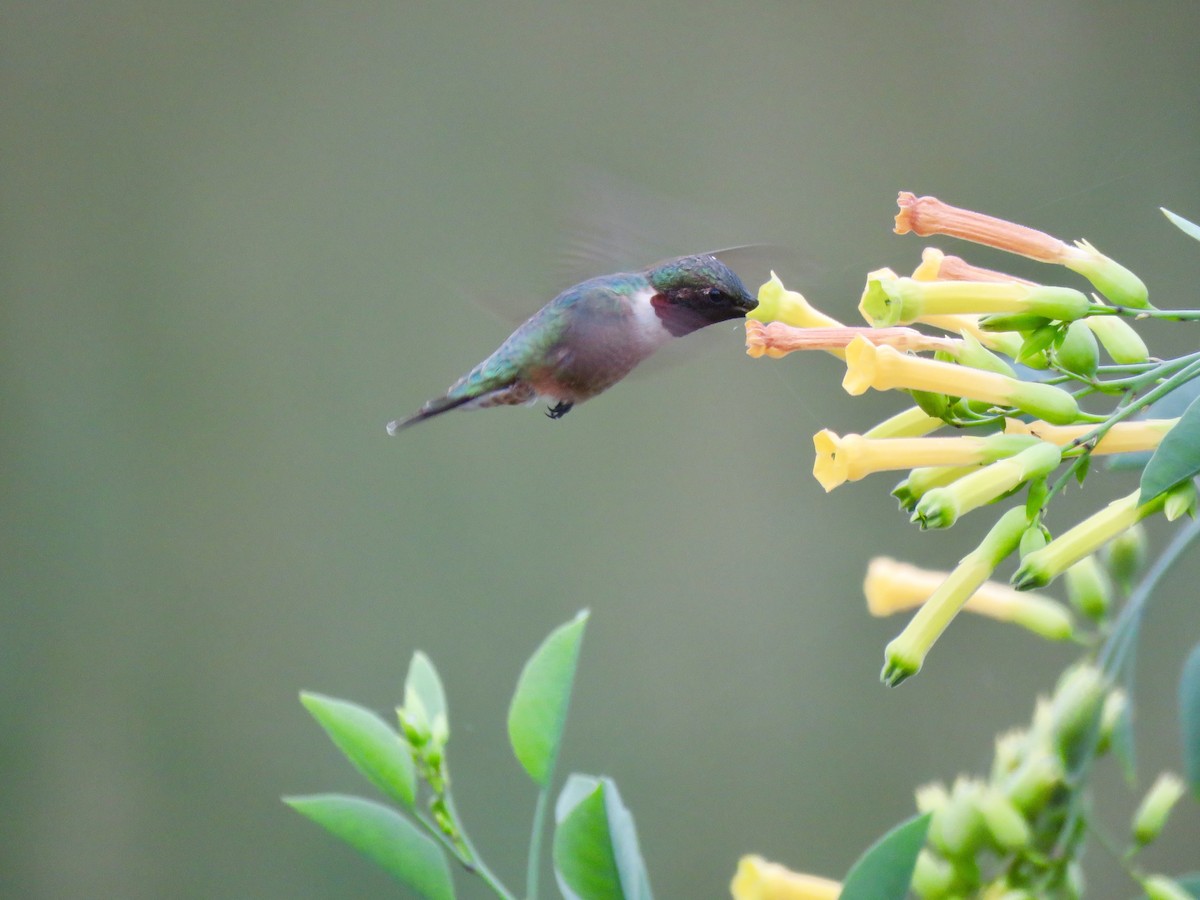 Ruby-throated Hummingbird - Alan  Troyer