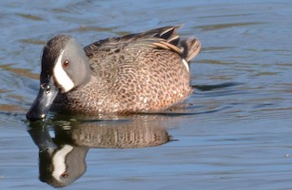 Blue-winged Teal, ML148692921