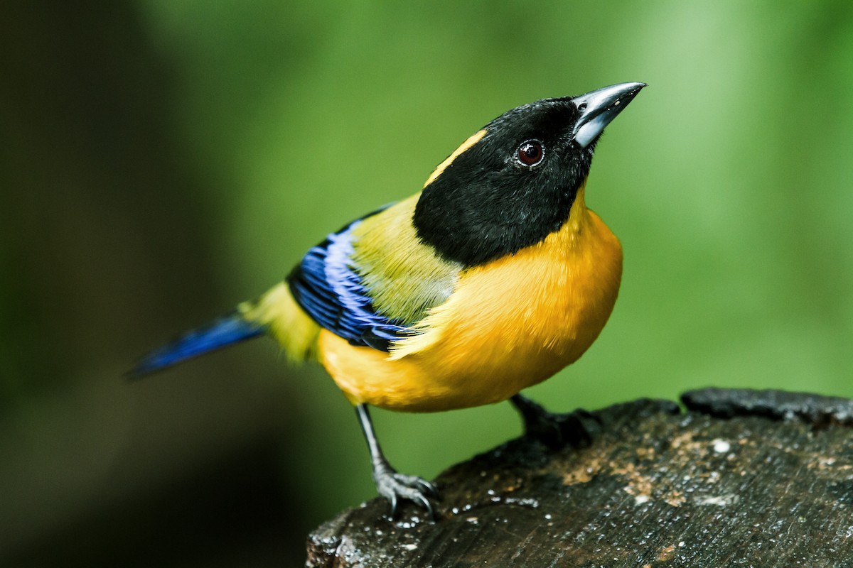 Black-chinned Mountain Tanager - ML148694371