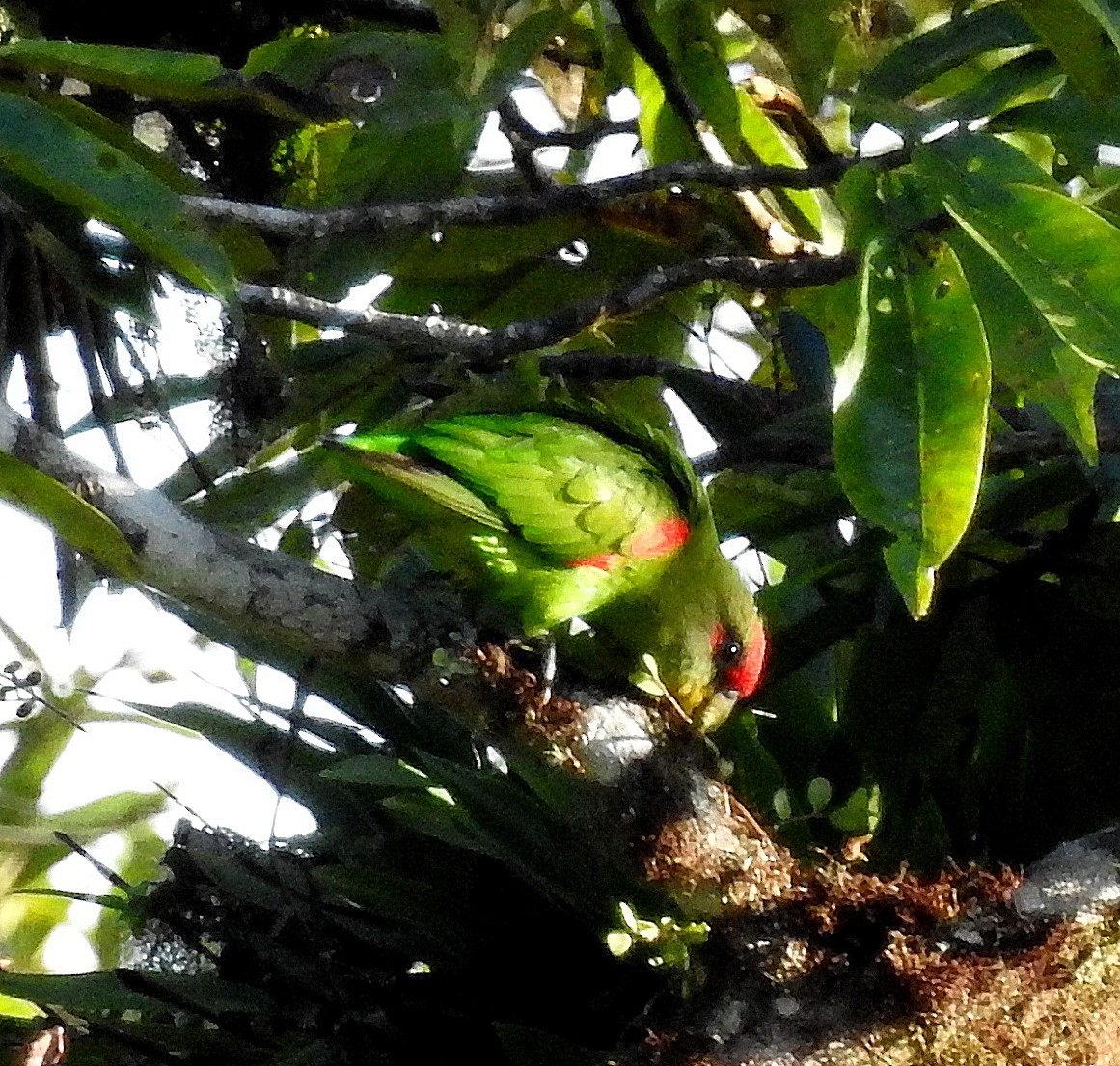 Red-fronted Parrotlet - ML148694751