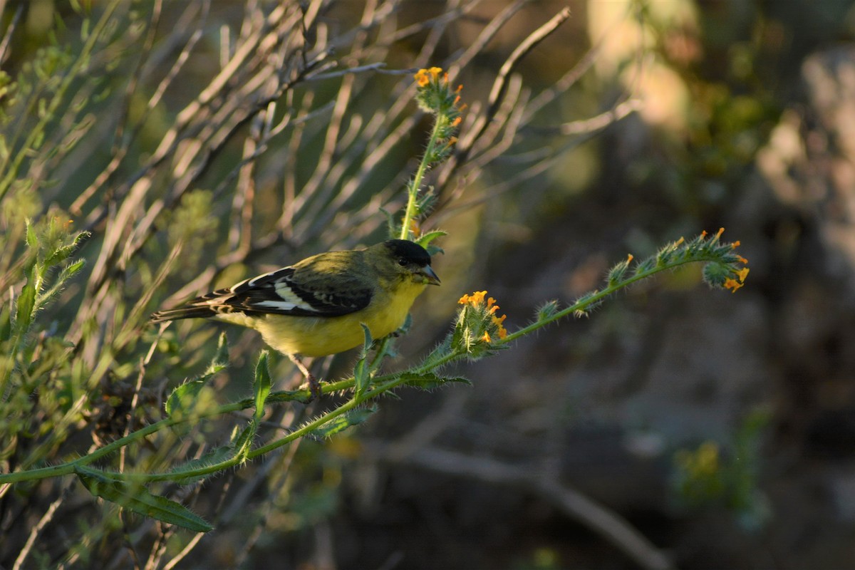 Lesser Goldfinch - Catherine McLean