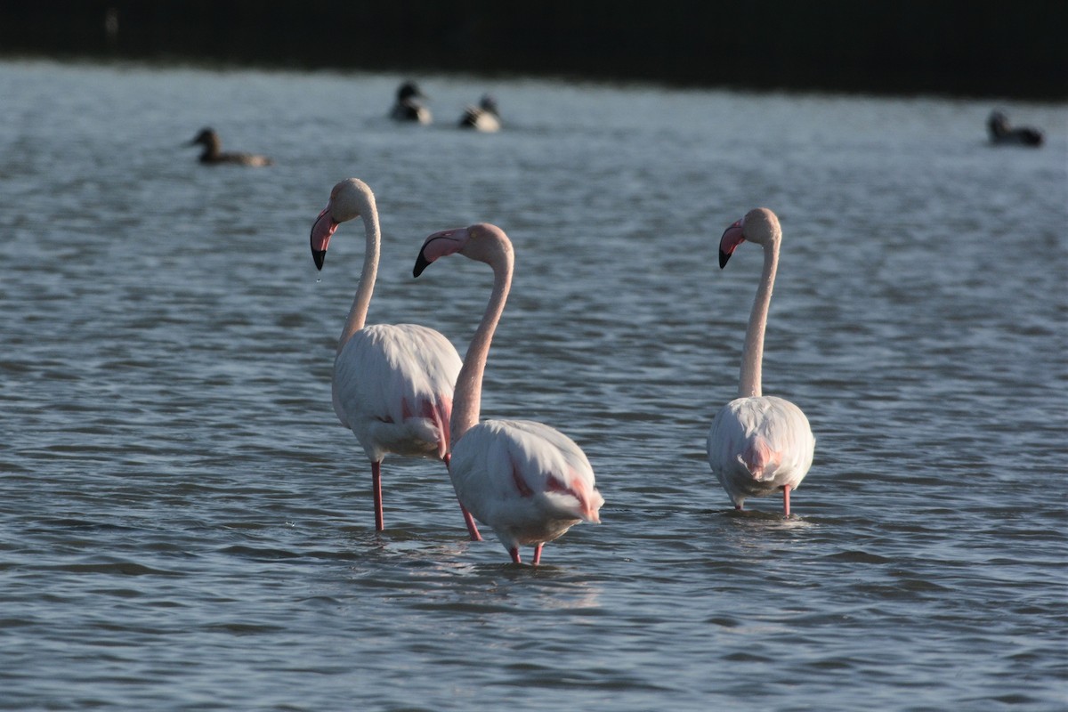 Greater Flamingo - ML148700611