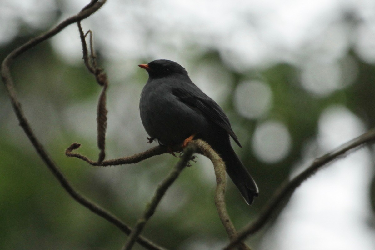 Black-faced Solitaire - ML148702211