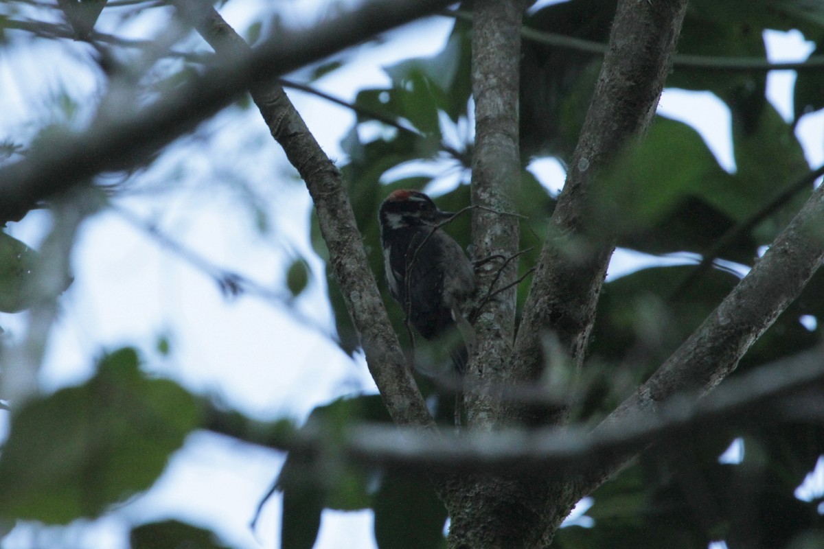 Hairy Woodpecker (Costa Rican) - Maria Smith