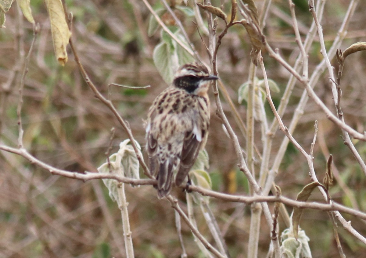 Whinchat - ML148705091