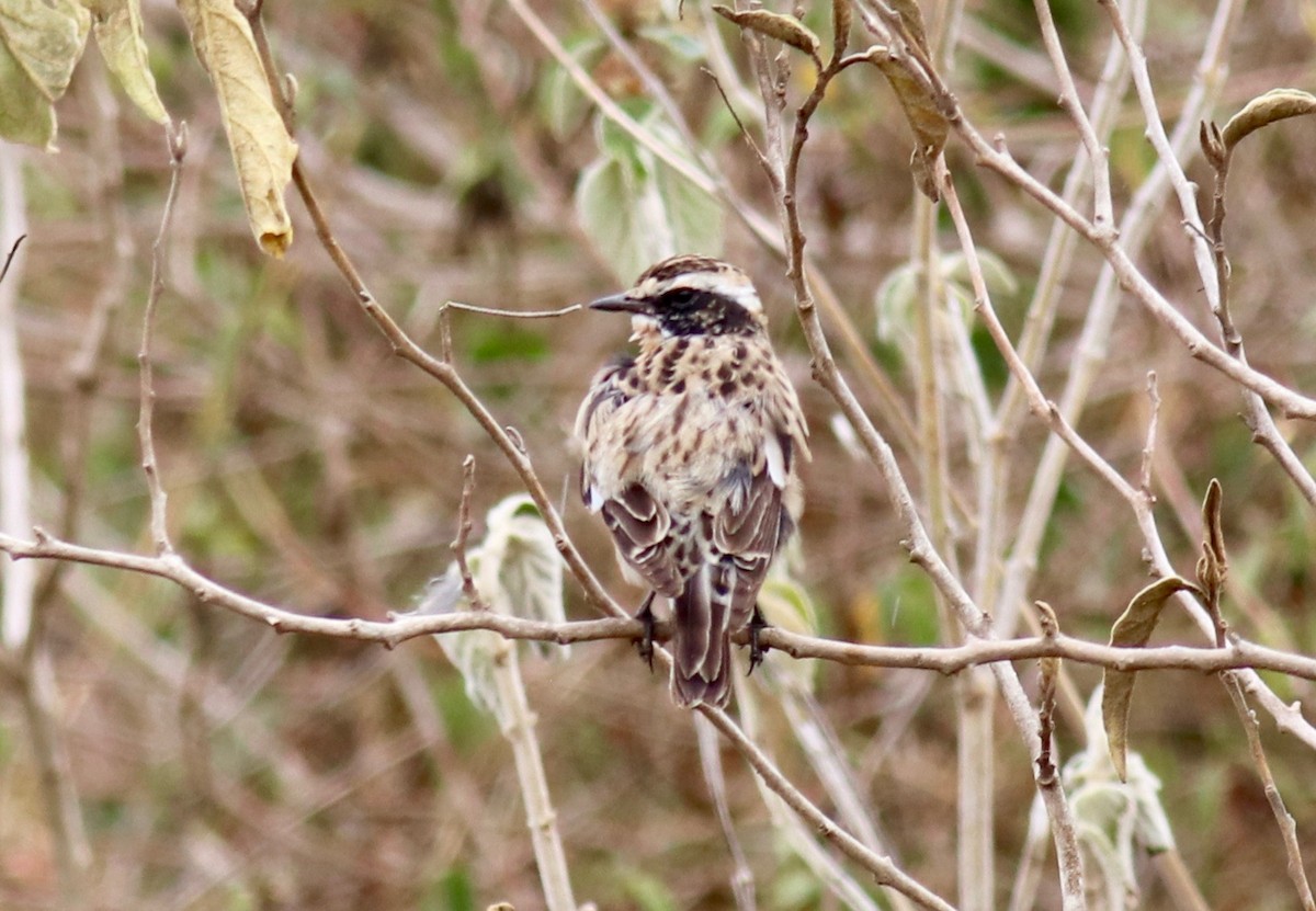 Whinchat - ML148705101