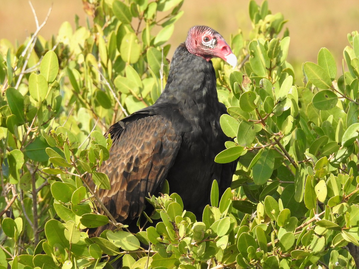 Turkey Vulture - S. K.  Jones