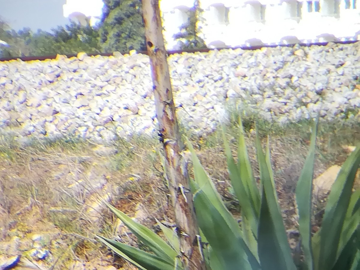 Great Spotted Woodpecker - ML148706651