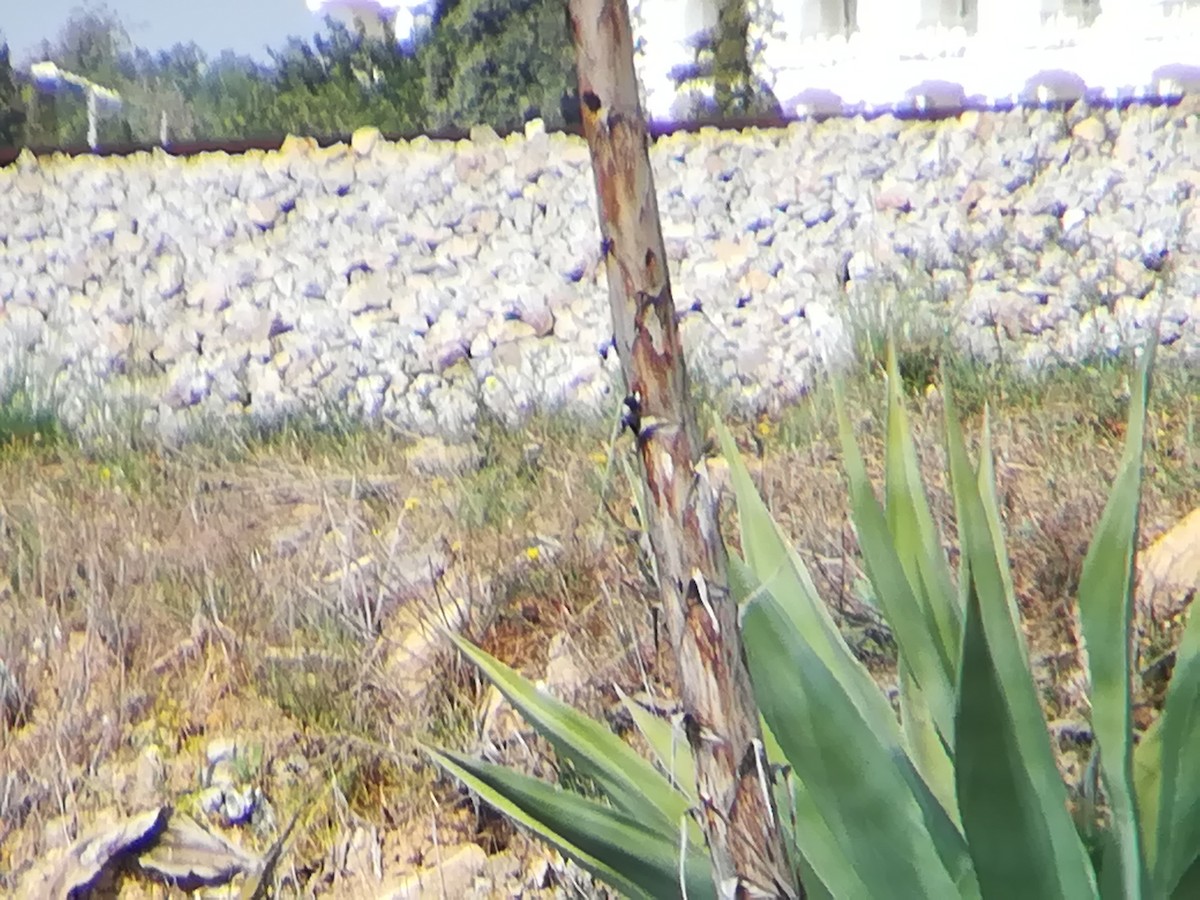 Great Spotted Woodpecker - ML148706691