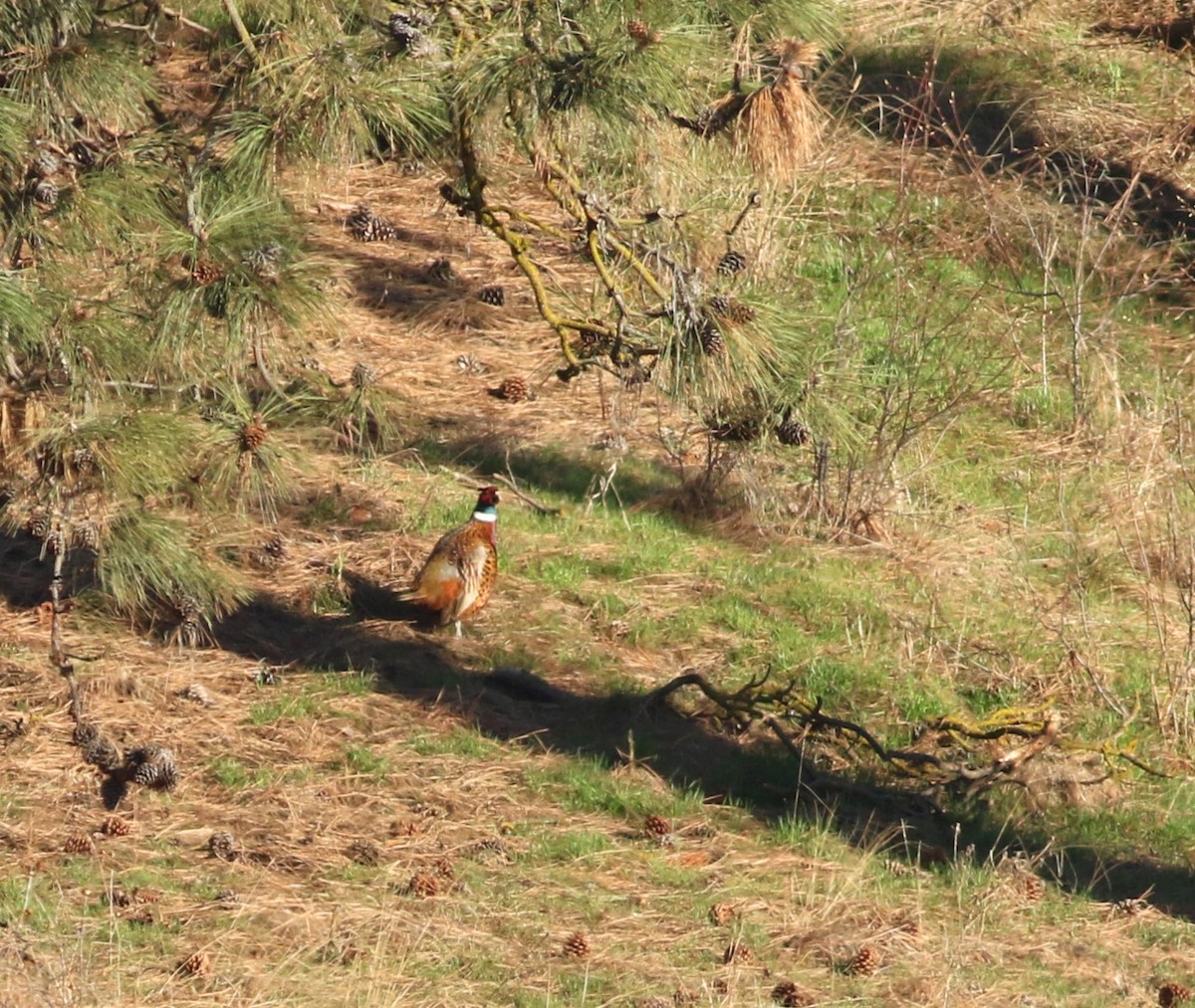 Ring-necked Pheasant - Logan Lalonde