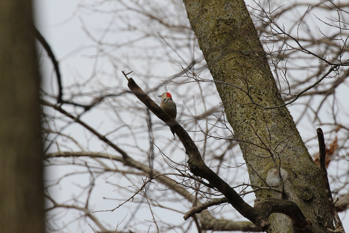 Red-bellied Woodpecker - ML148710281
