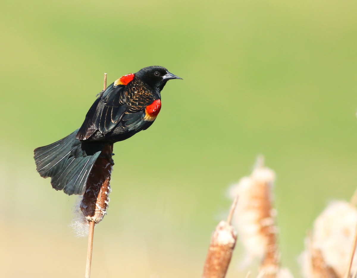 Red-winged Blackbird - Logan Lalonde