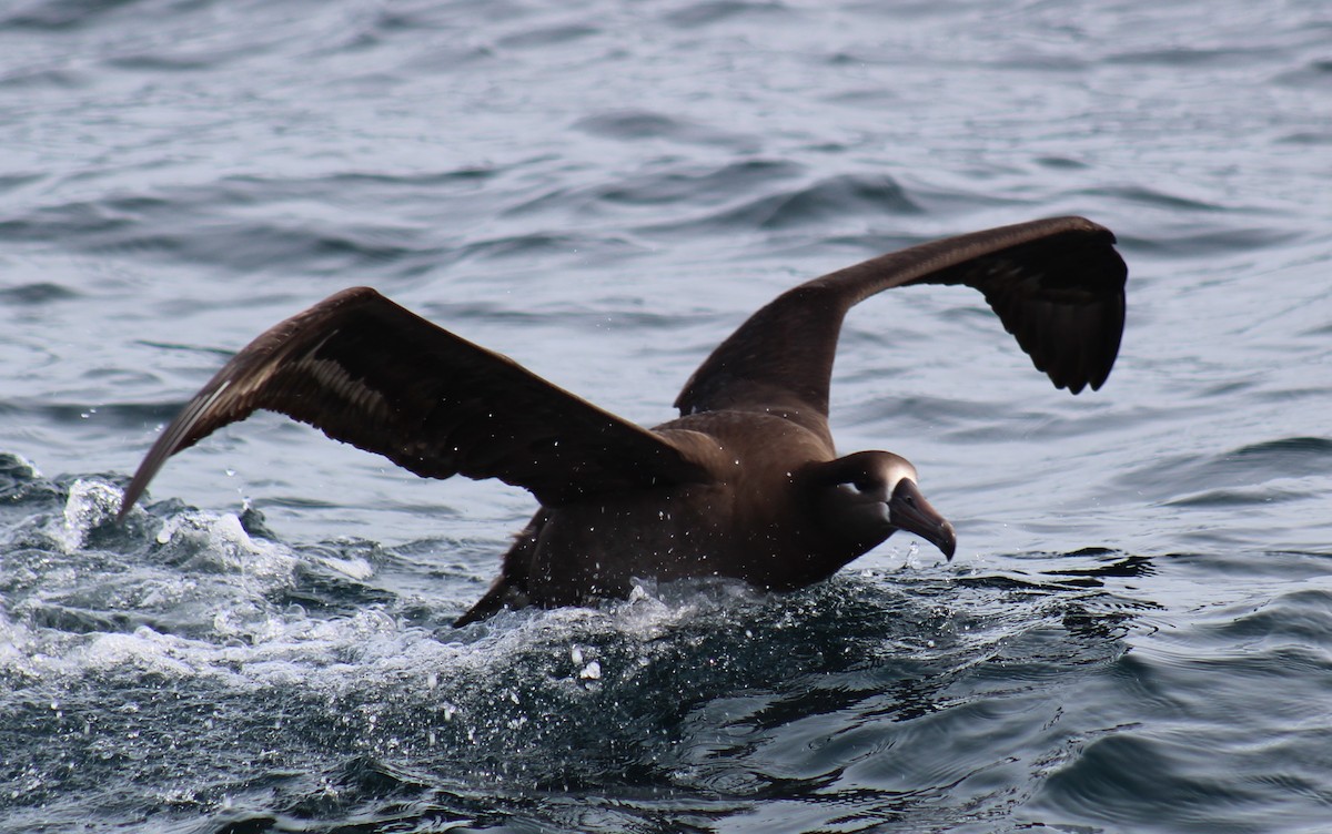 Black-footed Albatross - Jon. Anderson