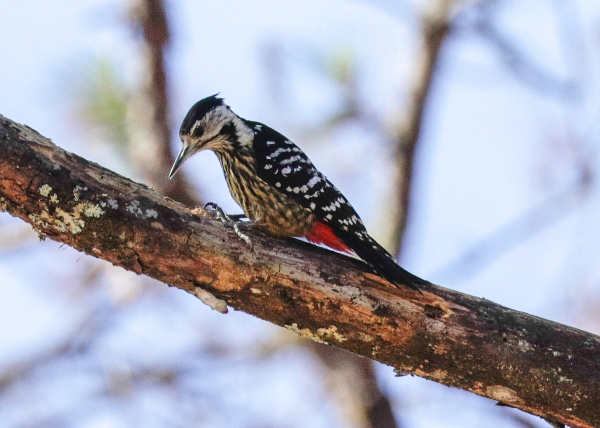 Stripe-breasted Woodpecker - Susan Mac
