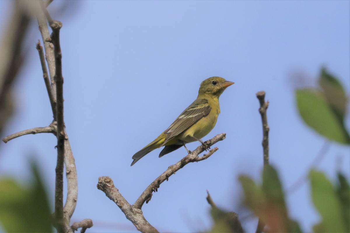 Western Tanager - Chuck Gates