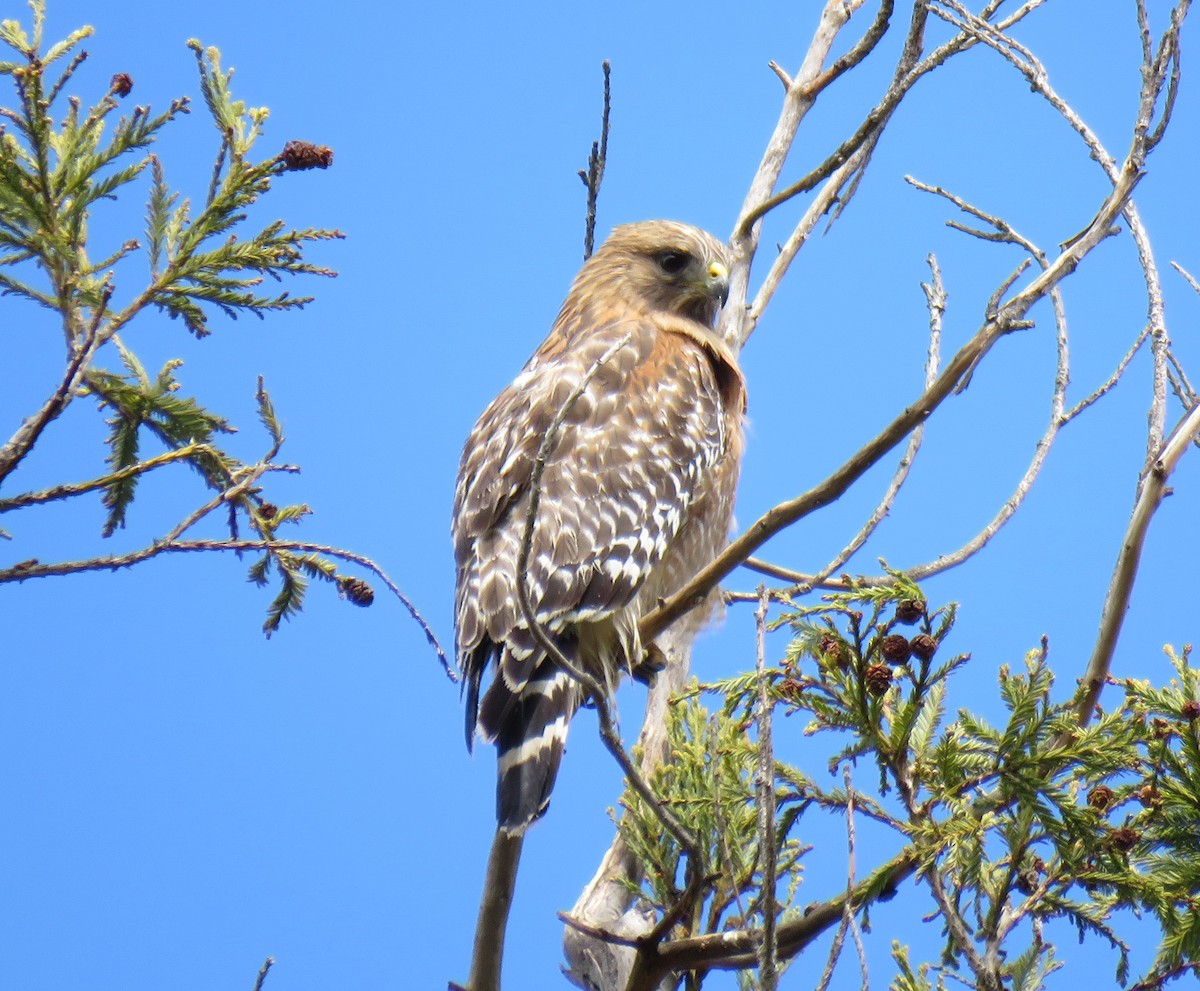Red-shouldered Hawk - Chris O'Connell
