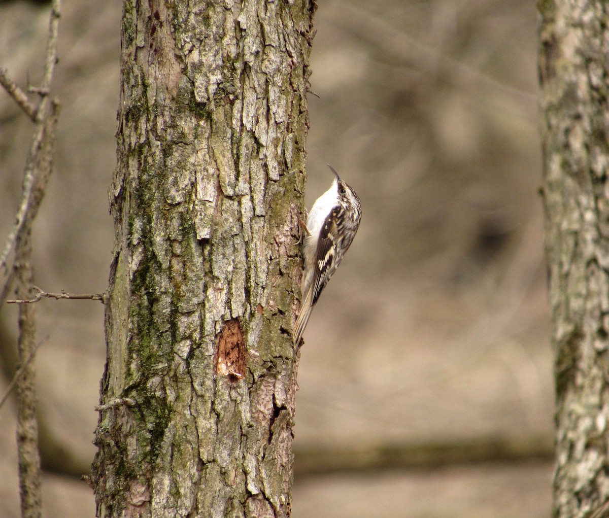 Brown Creeper - Debbie and Mark Raven