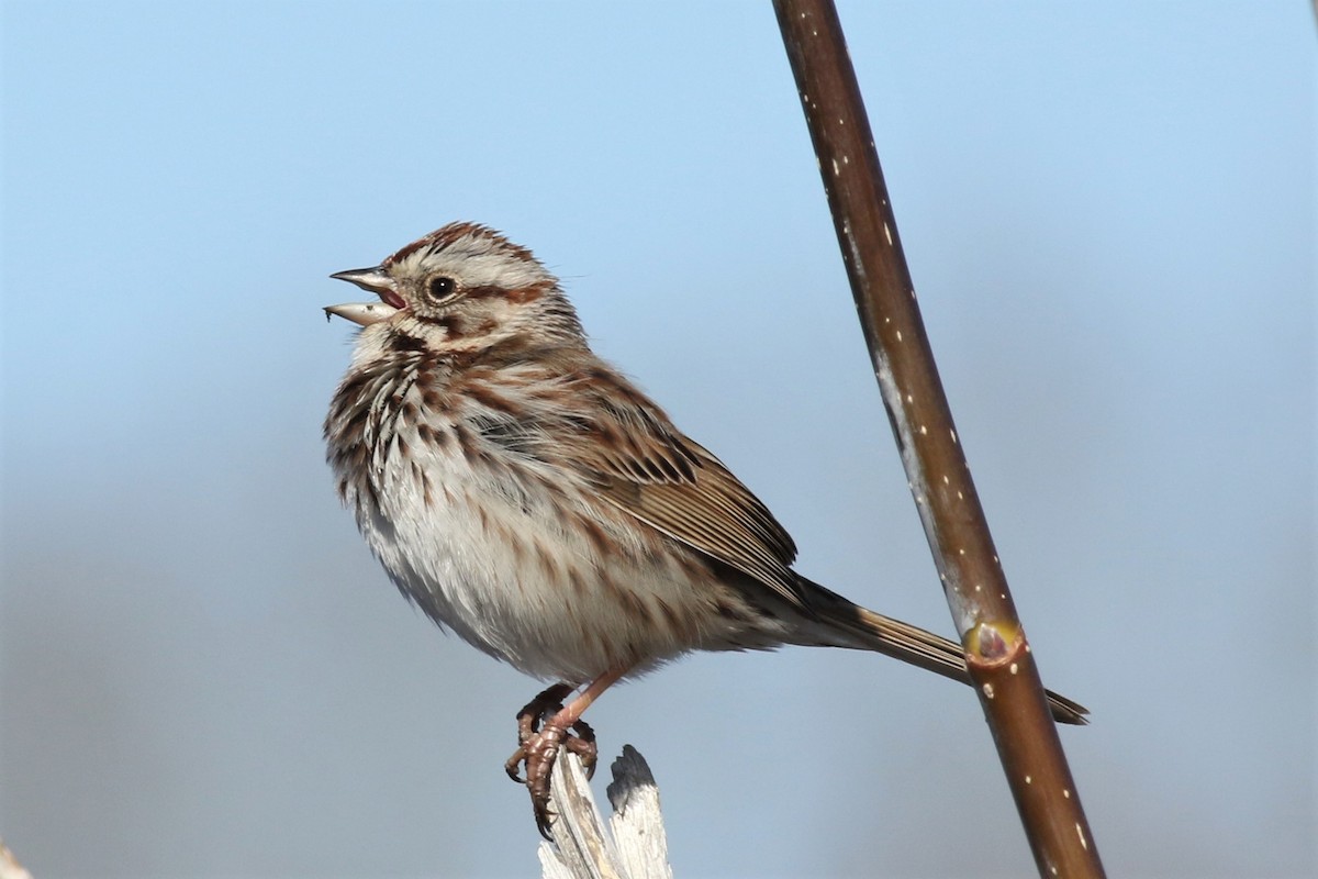 Song Sparrow - Margaret Viens