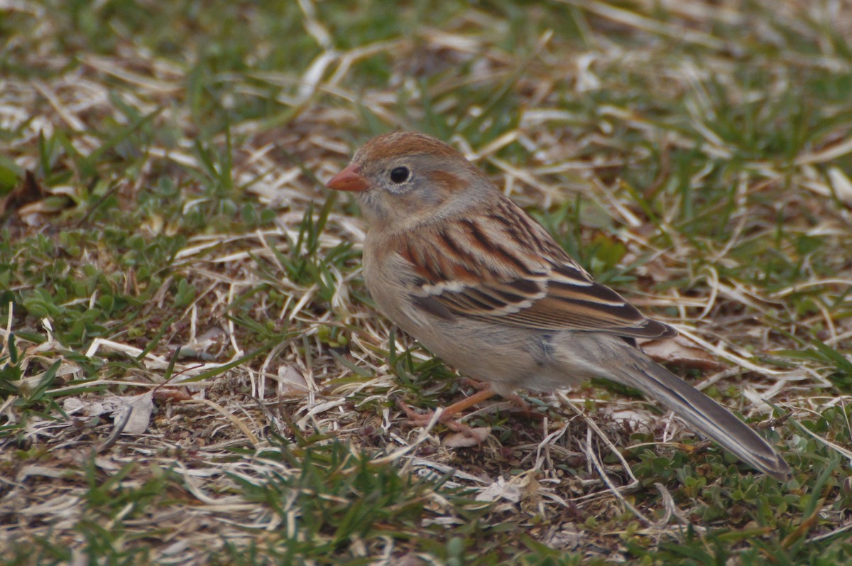 Field Sparrow - Mike Ingram