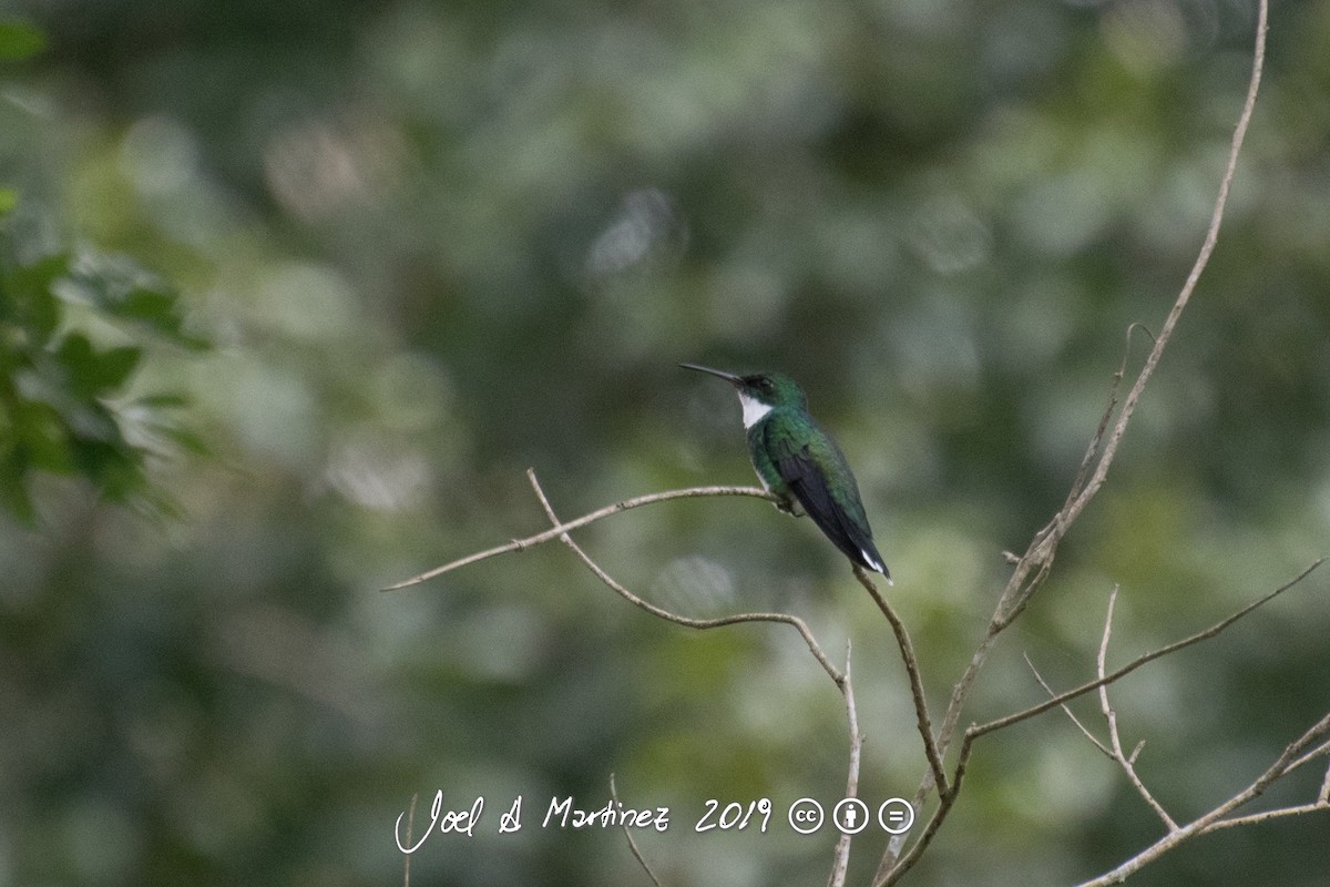 White-throated Hummingbird - Joel Martinez