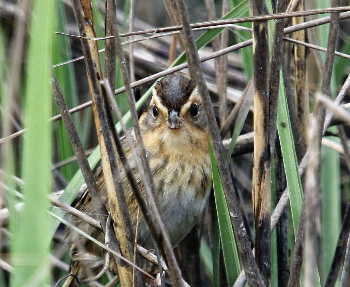 Saltmarsh Sparrow - Ann Vaughan