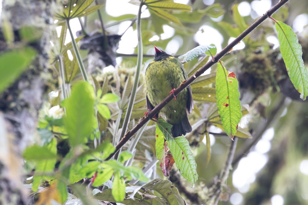Green-and-black Fruiteater - ML148728061