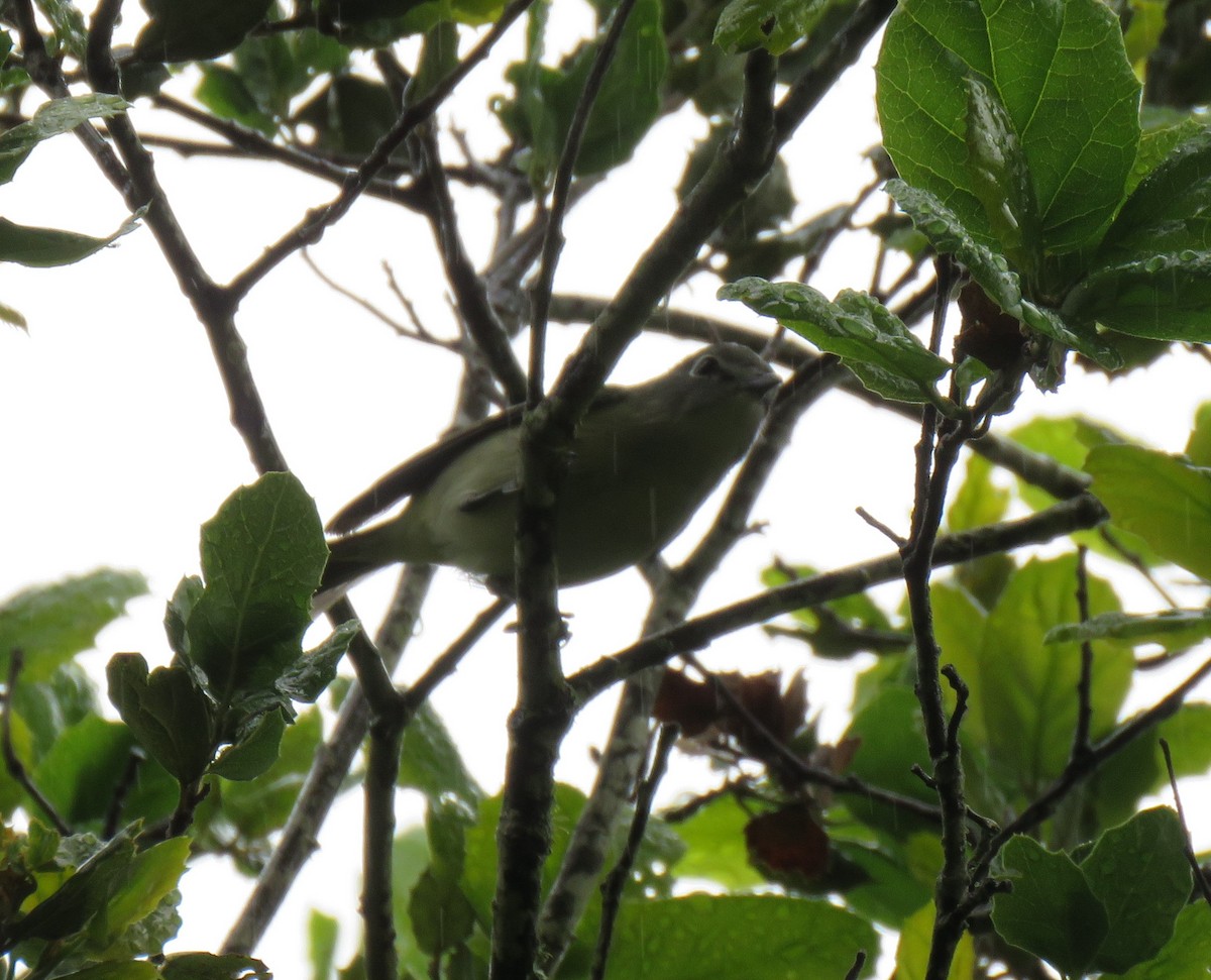 Cassin's Vireo - Chris O'Connell