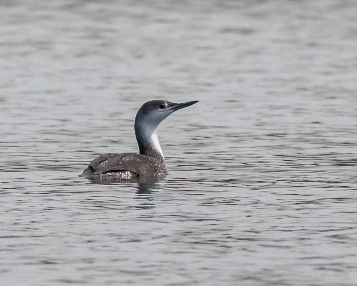 Red-throated Loon - ML148733961