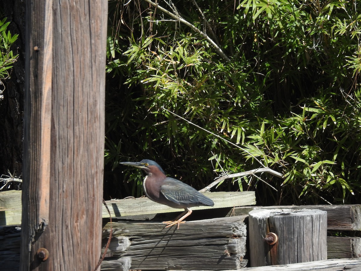 Green Heron - Lucy Jacobson