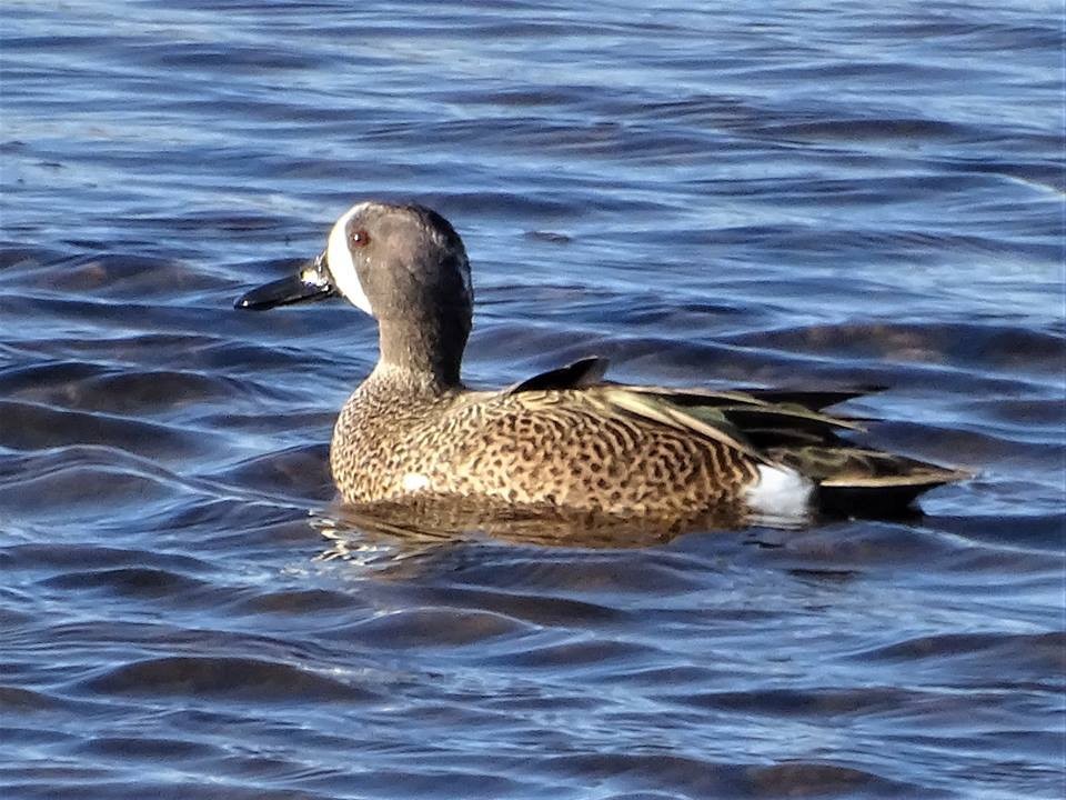 Blue-winged Teal - Marty Finch