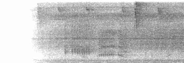 Kara Karınlı Sincap Guguğu - ML148736