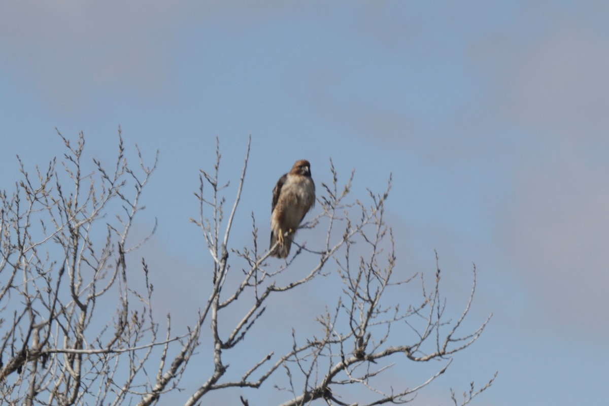 Red-tailed Hawk - ML148737131