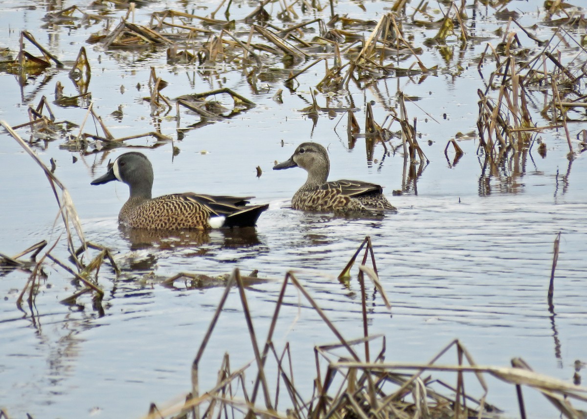 Blue-winged Teal - Sue and Alan Young