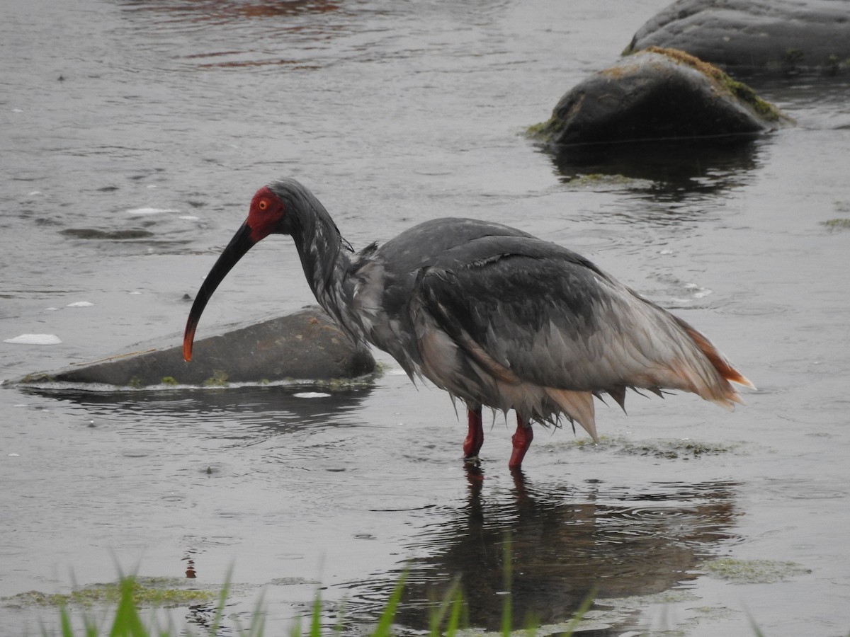 Crested Ibis - ML148742241
