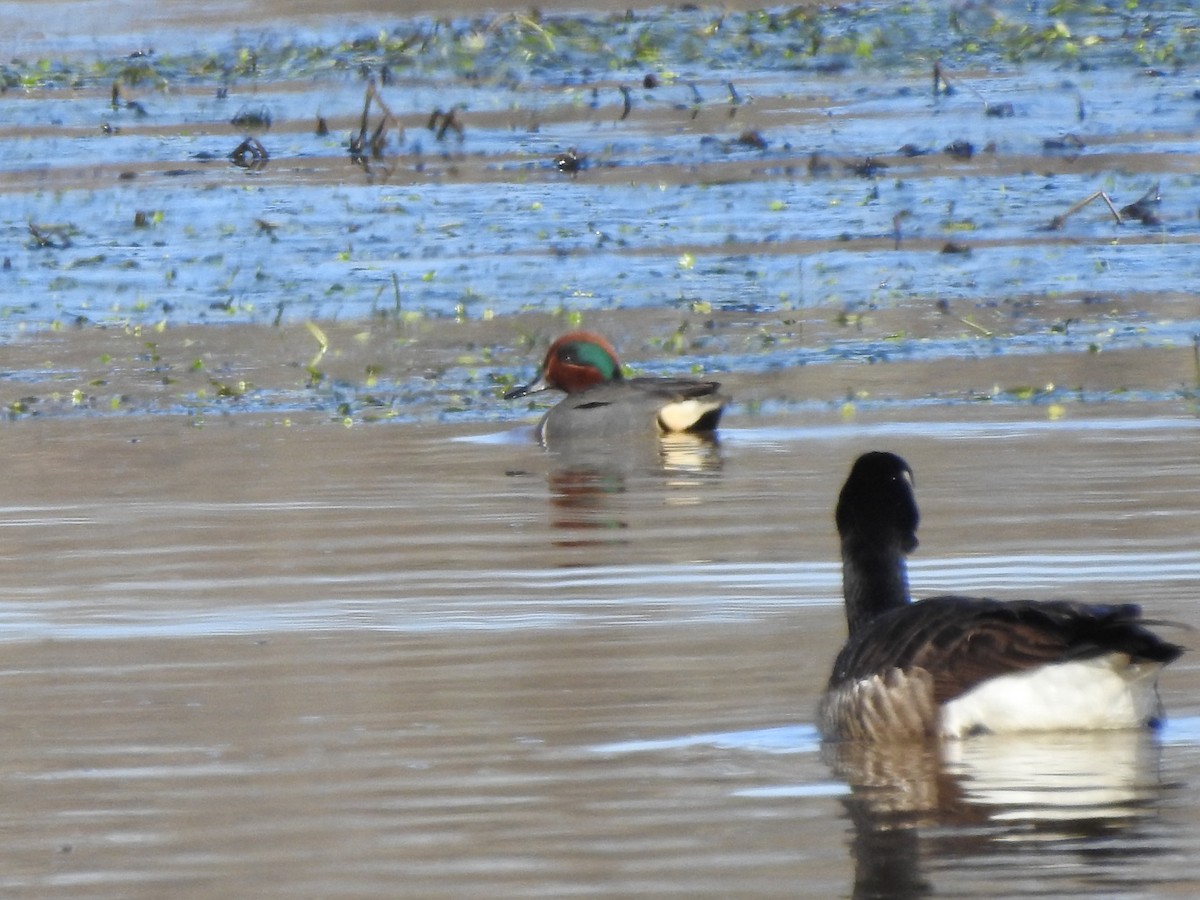 Green-winged Teal - ML148748221
