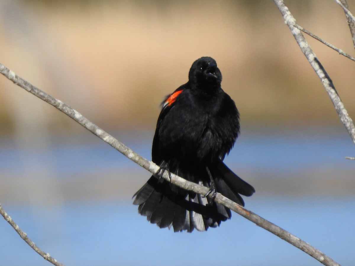 Red-winged Blackbird - Bill Stanley