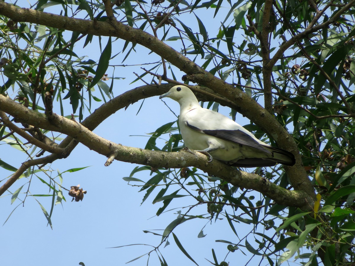Pied Imperial-Pigeon - ML148751851