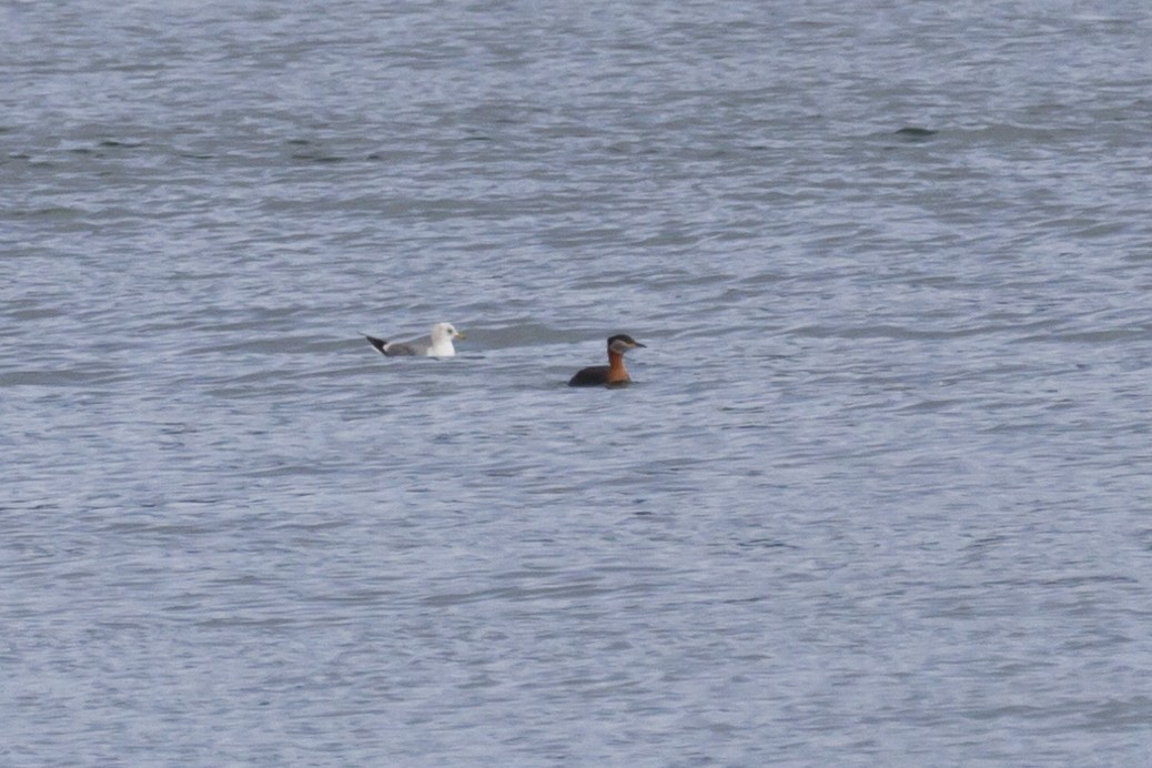 Red-necked Grebe - Zachary Person