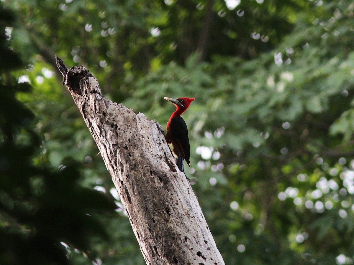 Red-necked Woodpecker - ML148752491